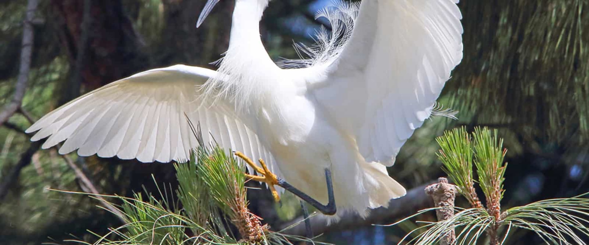 Bird Watching in Alameda County: The Best Parks to Explore