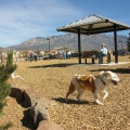 Exploring the Golden State with Your Pet: Dog-Friendly Parks in Alameda County