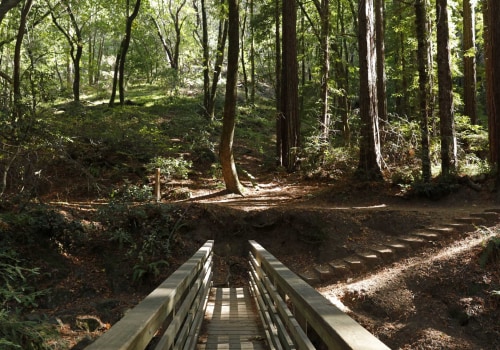 Exploring the Trails of Alameda County Parks: A Guide for Nature Lovers