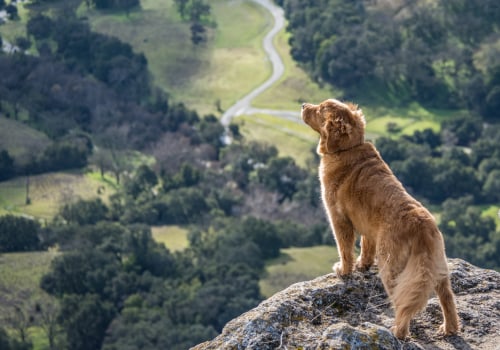 Wildlife Viewing Trails in Alameda County Parks: An Expert Guide